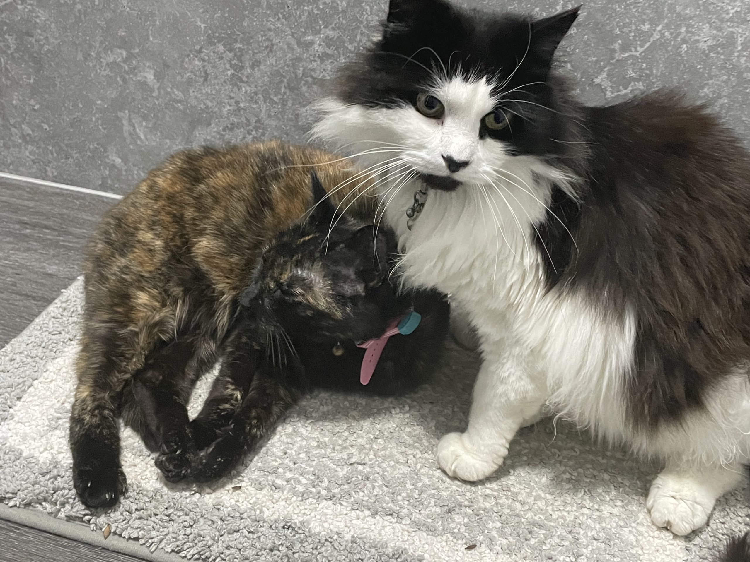 Harry and Poppy, Lisa's cats